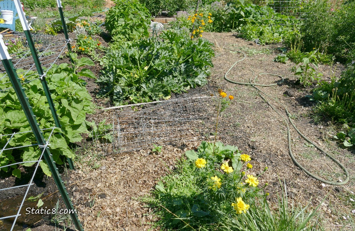 Garden Plot