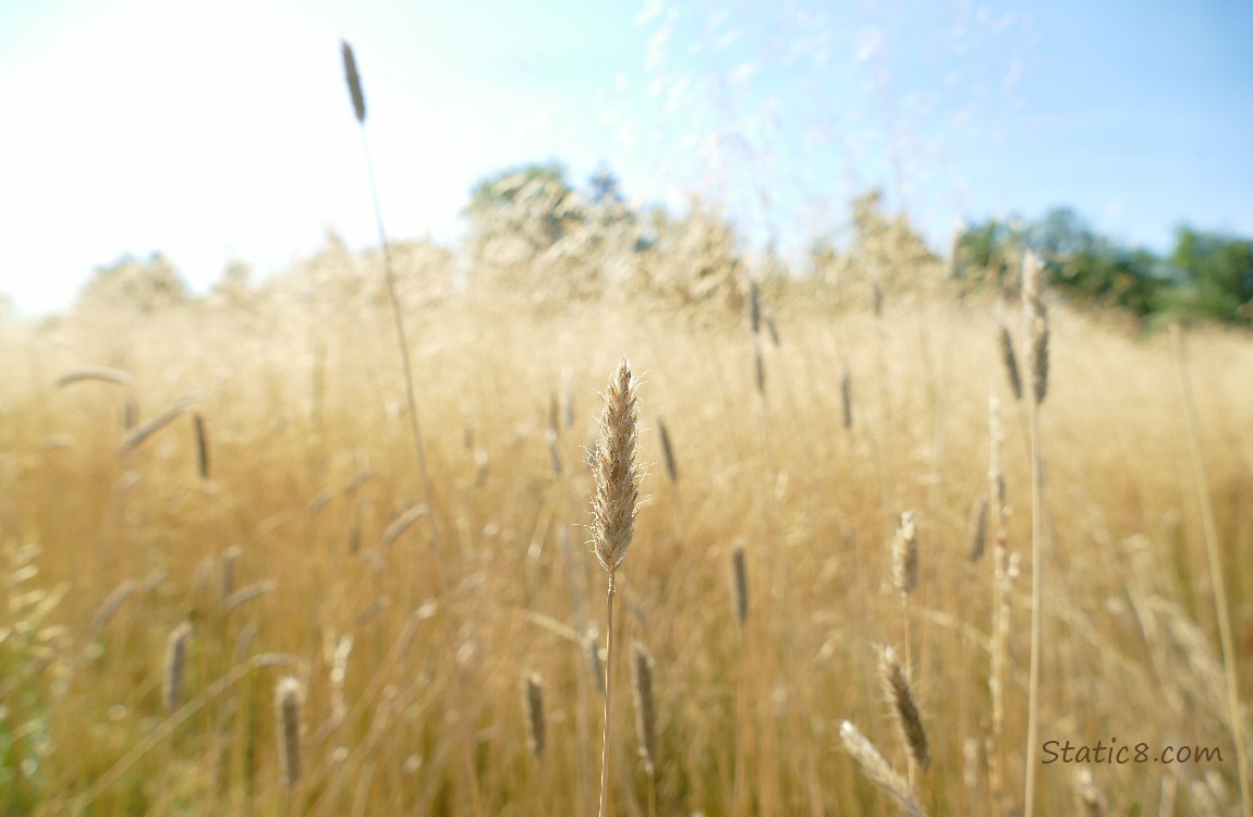 Grass under the blue sky