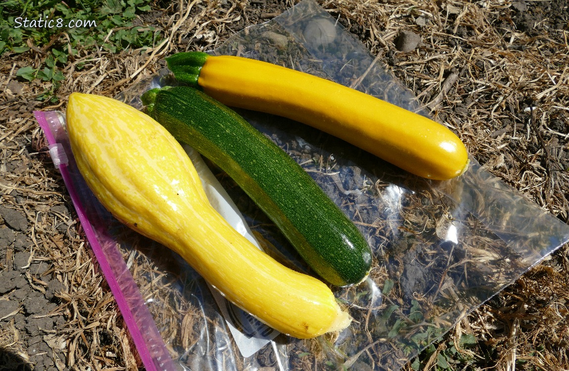 Harvested Crookneck and Zucchinis lying on the ground