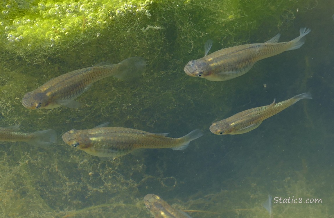 Minnows swimming