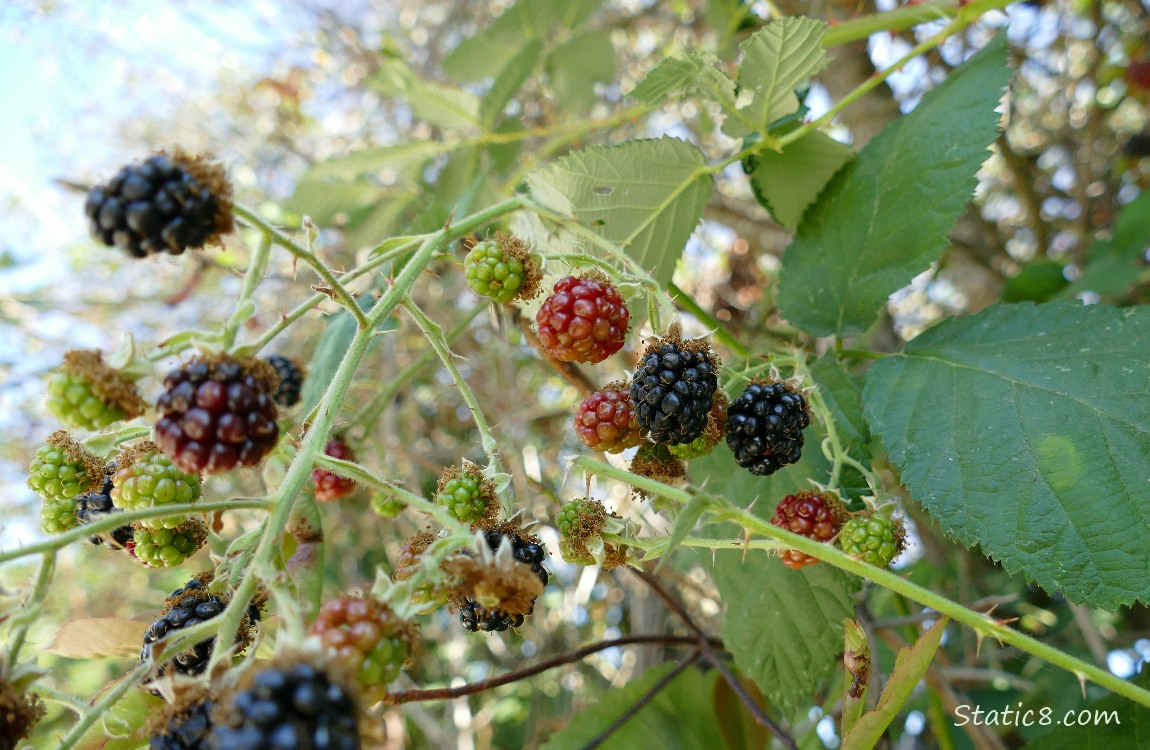 Blackberris ripening on the vine