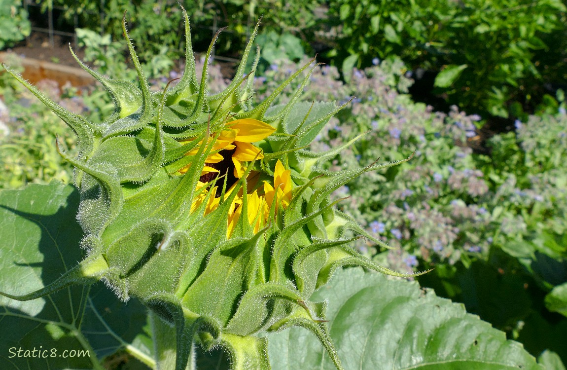 Sunflower just opening bloom