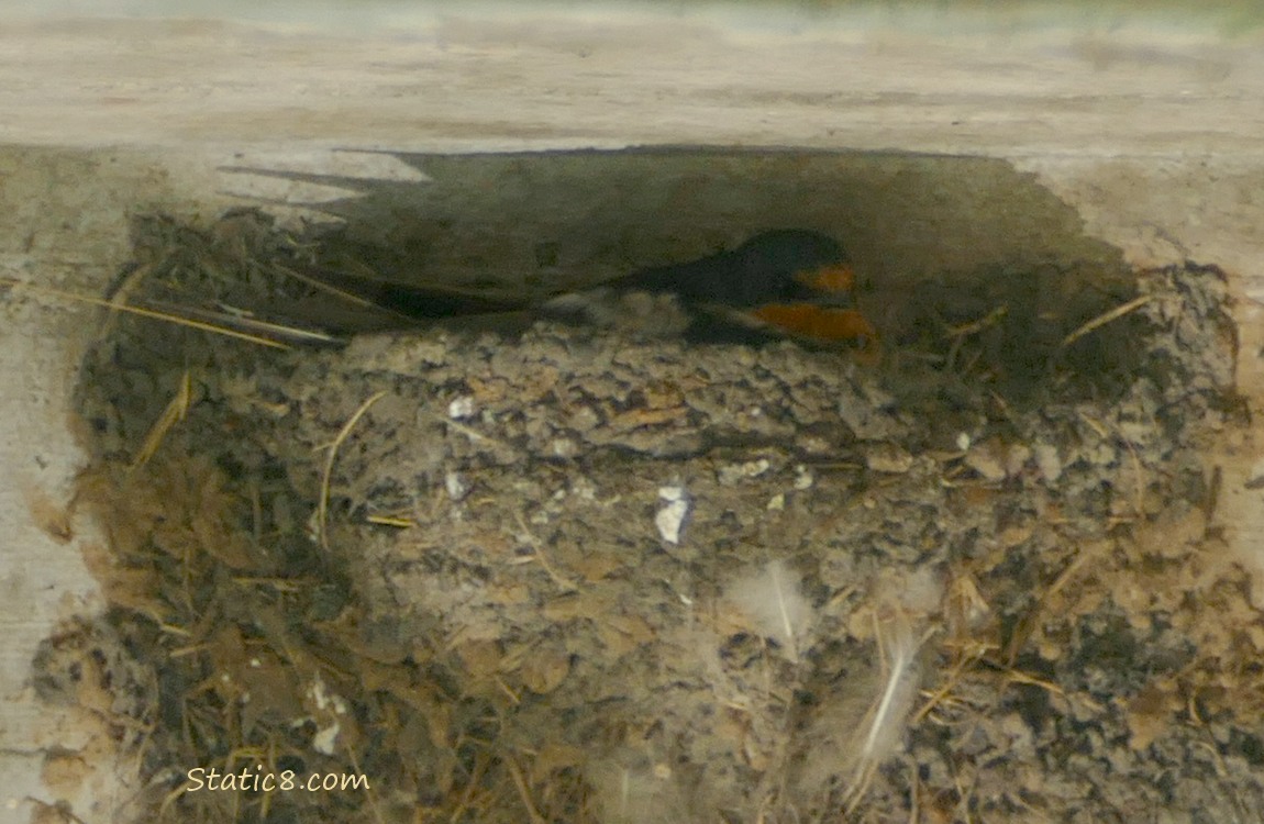 Barn Swallow sitting in the nest