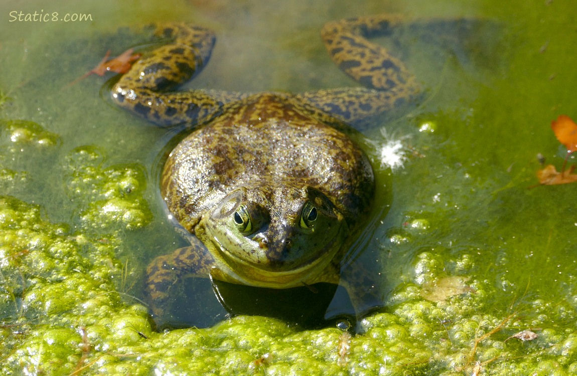 Bullfrog floating in the water