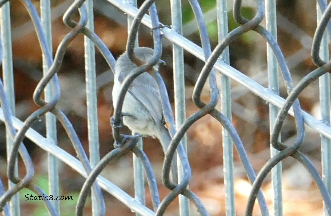 Bushtit standing in a chainlink fence