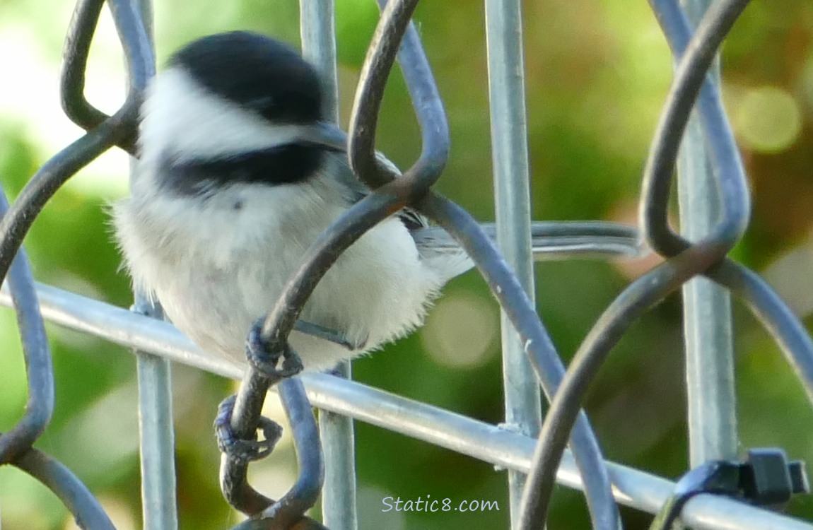 Chickadee standing in a chainlink fence