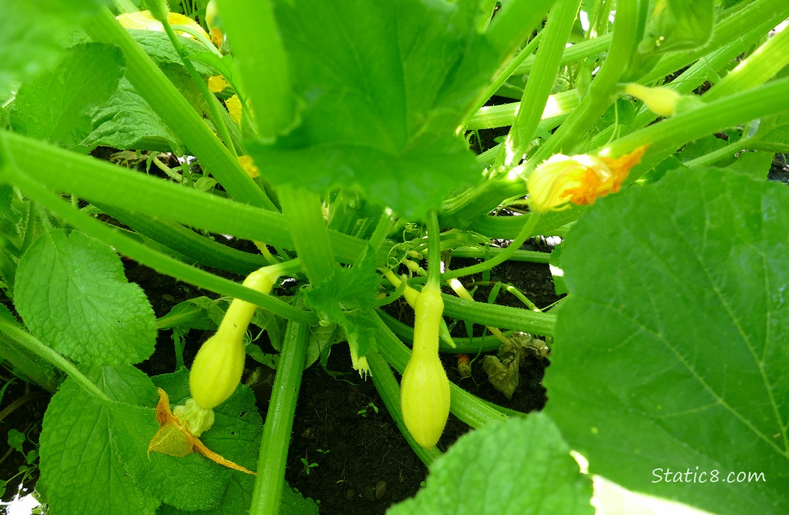 Crookneck fruits growing on the vine