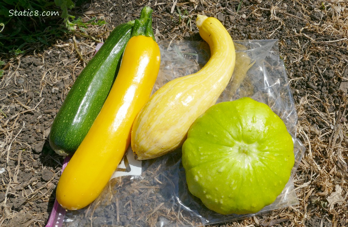 Harvested summer squash lying on the ground