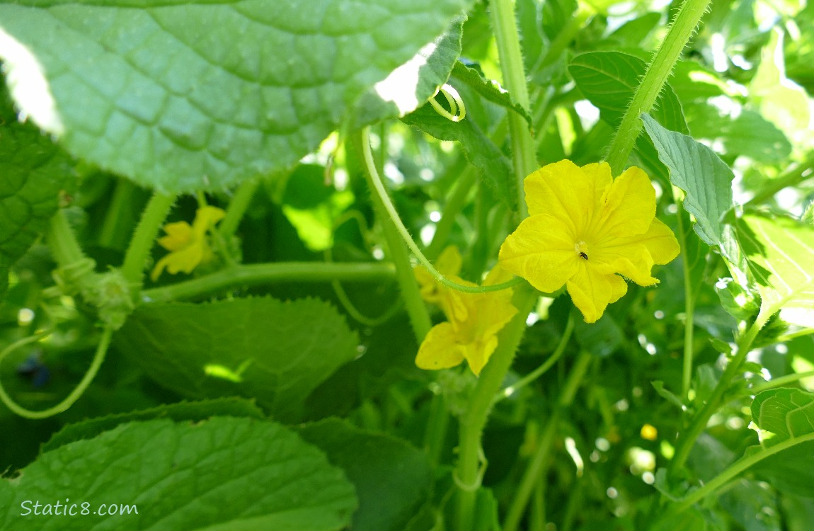 Cucumber blooms on the vine