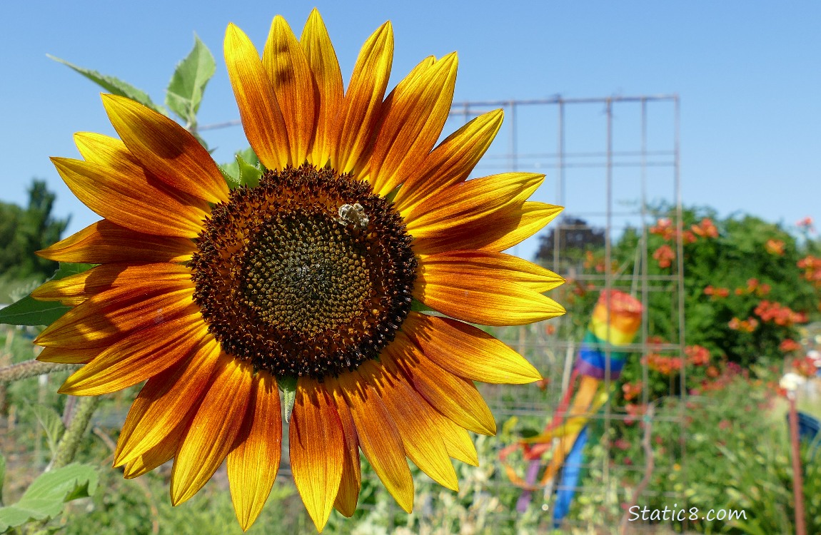 Sunflower bloom and blue sky