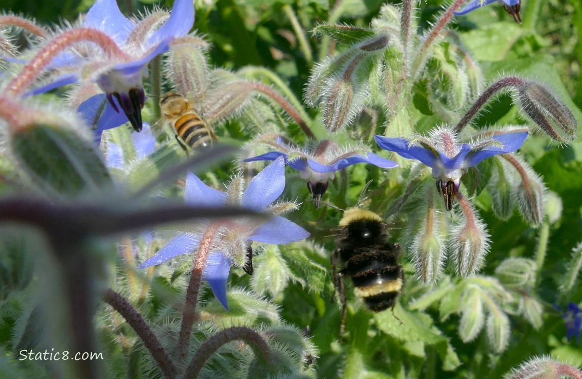 Honey Bee and Bumblebee flying around the Borage