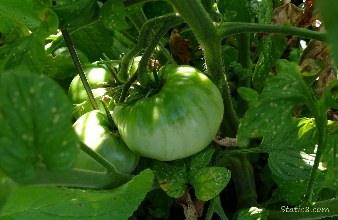 Green Tomatoes on the vine