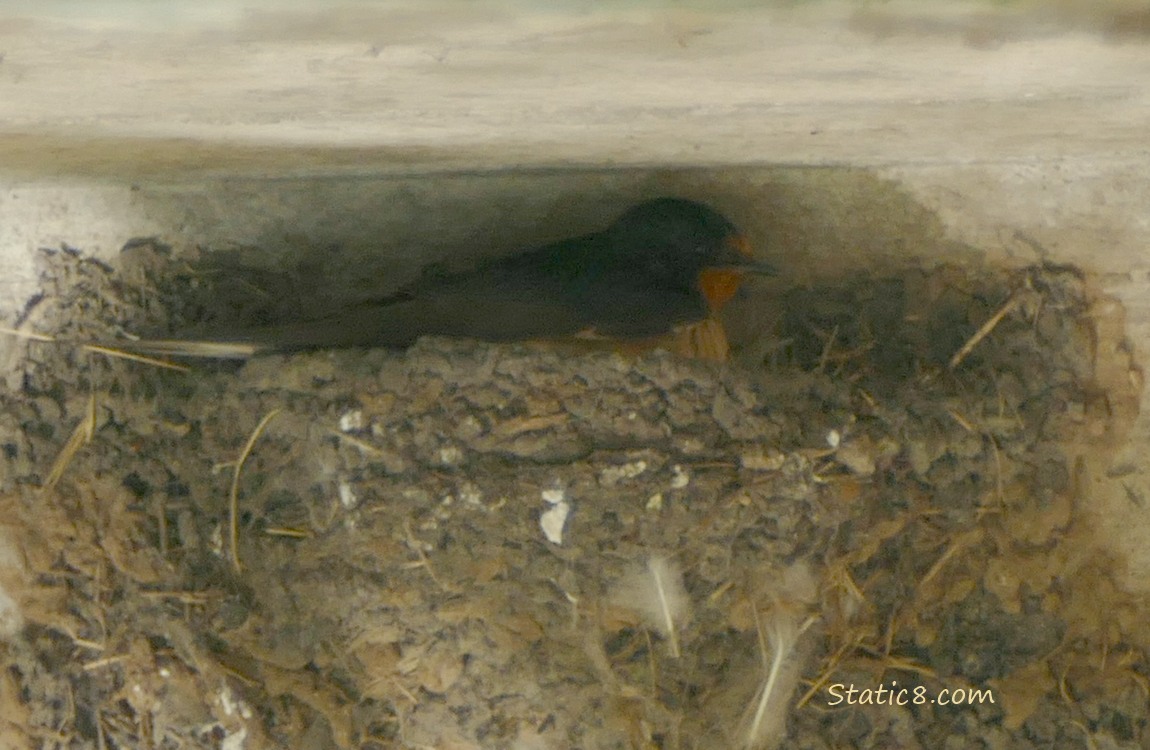 Barn Swallow sitting in the nest