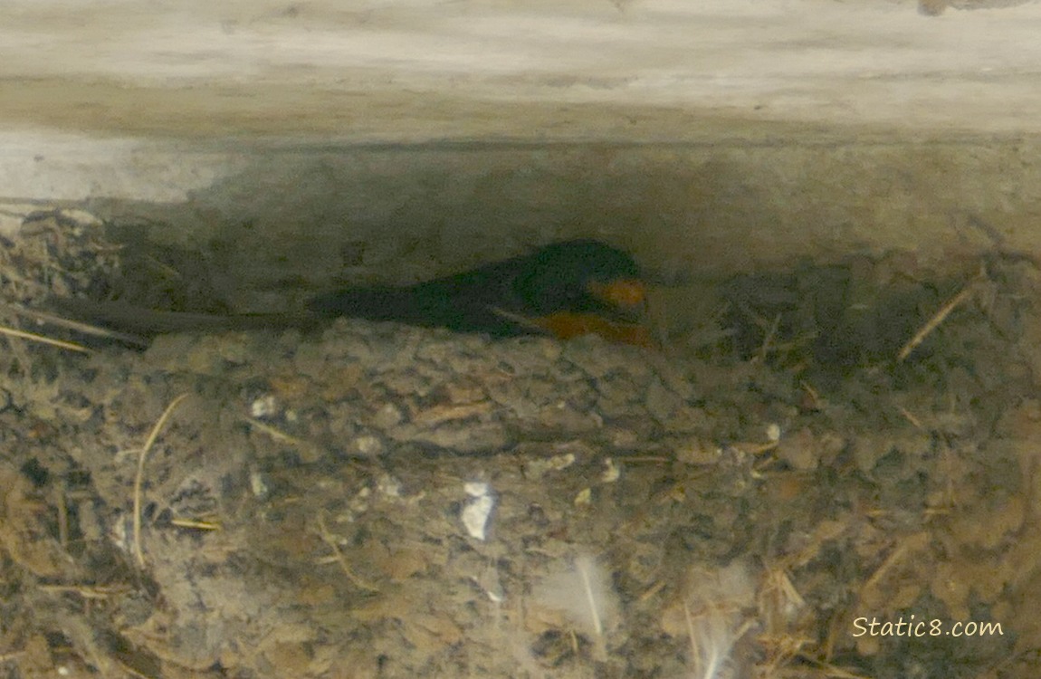 Barn Swallow sitting in the nest