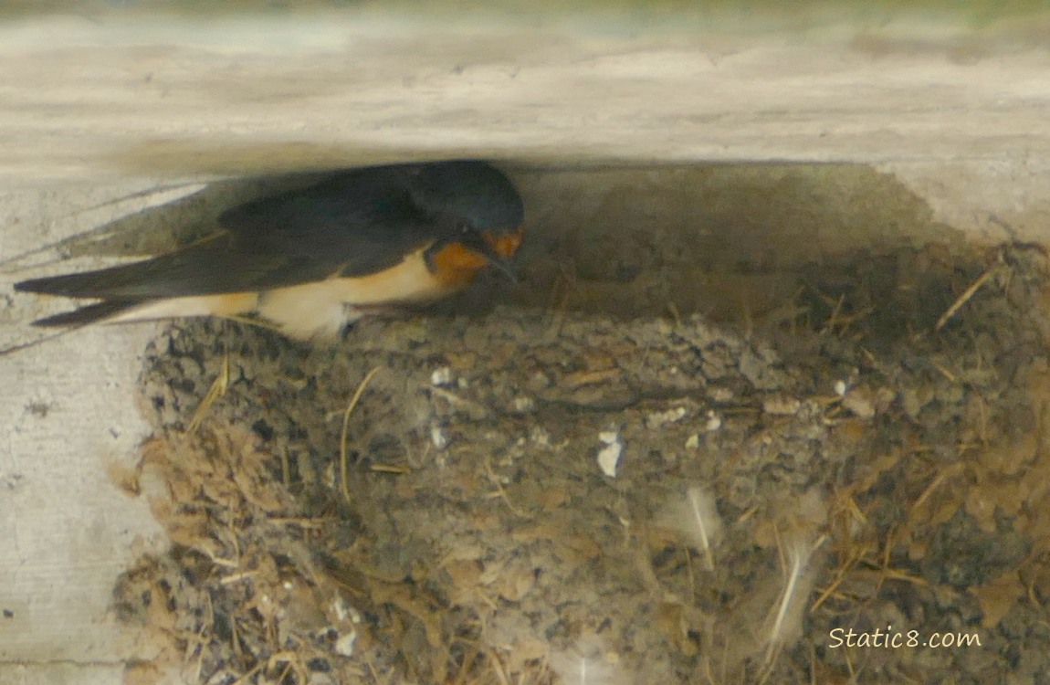 Barn Swallow standing on the edge of the nest