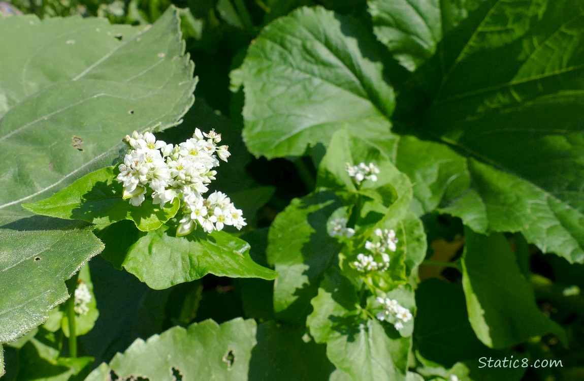 Buckwheat blooms thru the squash leaves