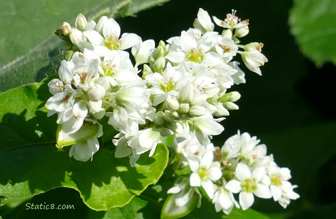 Buckwheat bloom with some seeds forming