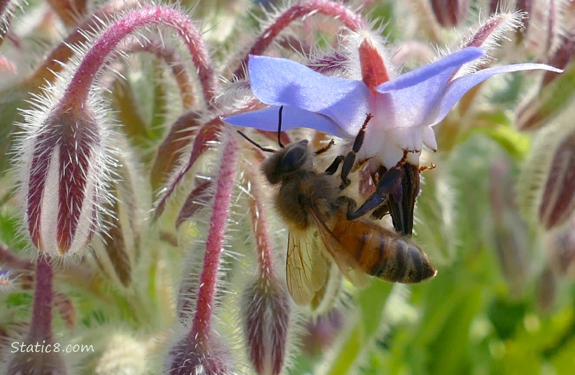 Honey Bee hanging from a Borage blossom