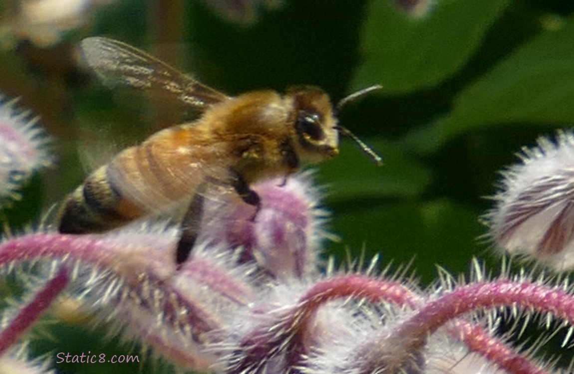 Blurry Honey Bee flying away