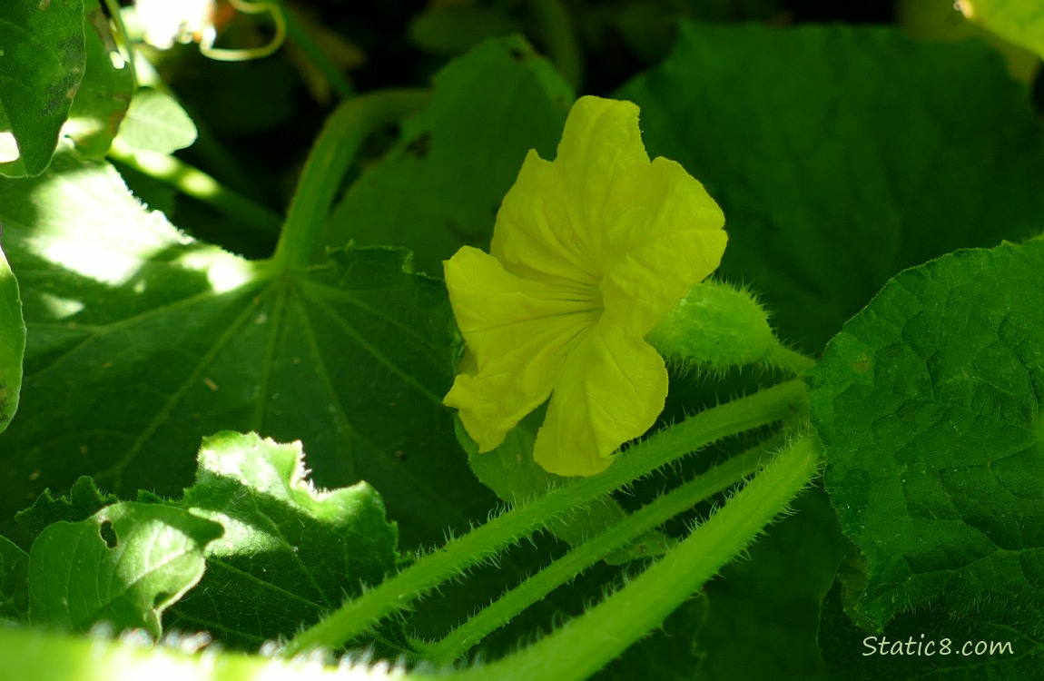 Cucumber bloom