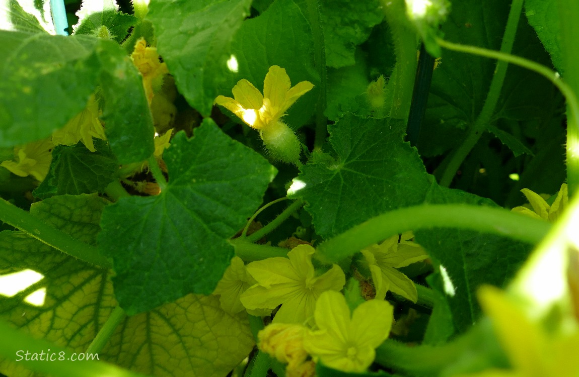 Cucumber blooms under the leaves