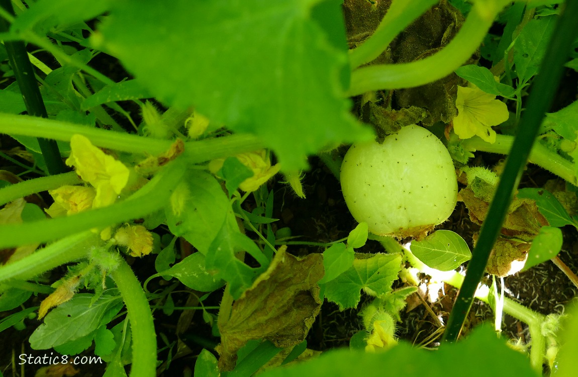 Lemon Cucmber on the vine