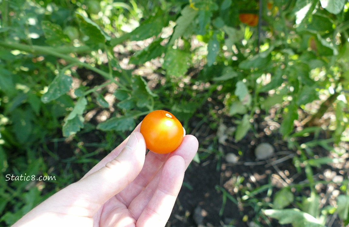 hand holding a ripe SunGold cherry tomato