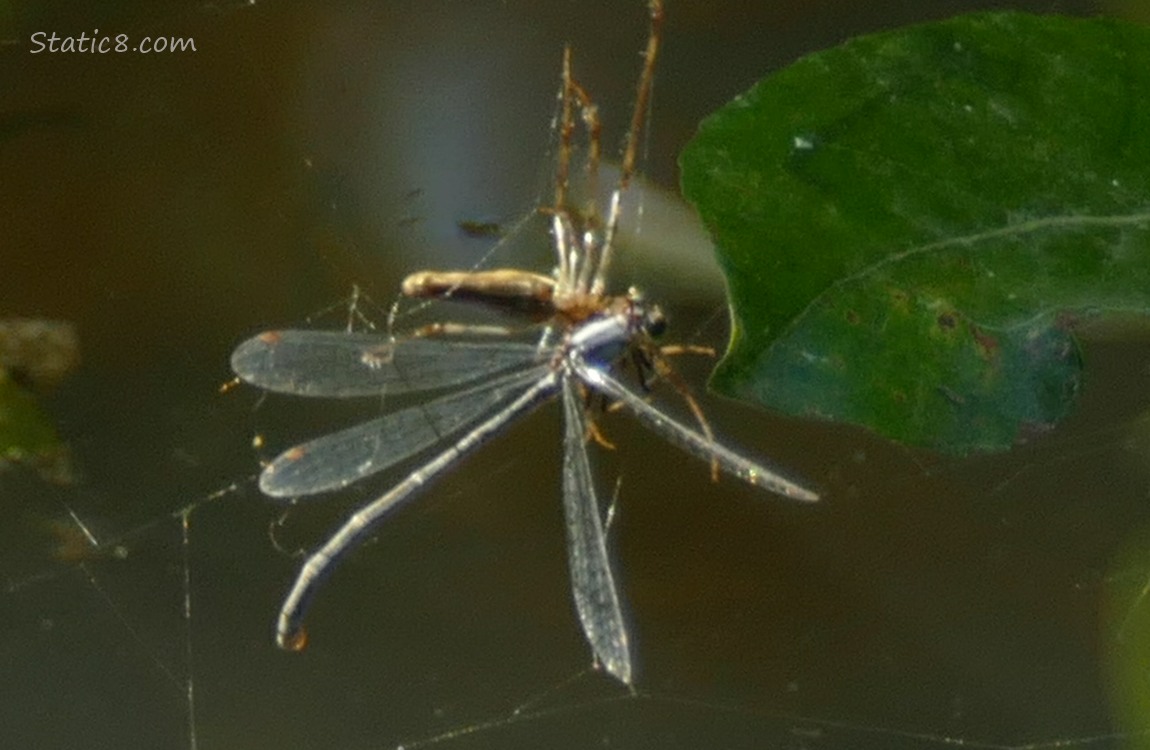 Spider has caught a damselfly