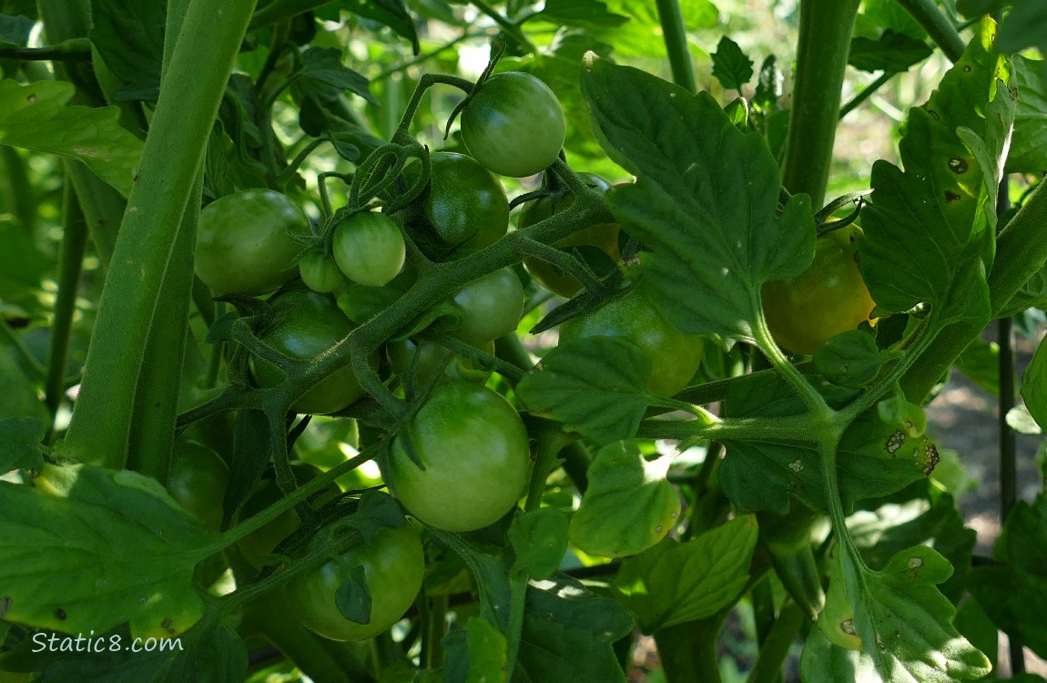 lots of green cherry tomatoes on the vine