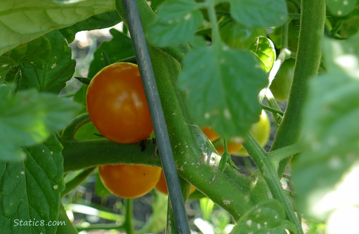 Cherry Tomatoes ripeing on the vine