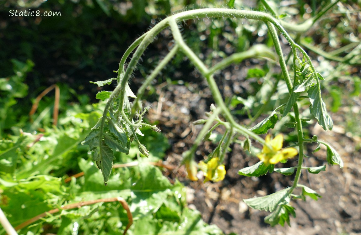 Wilted tomato plant