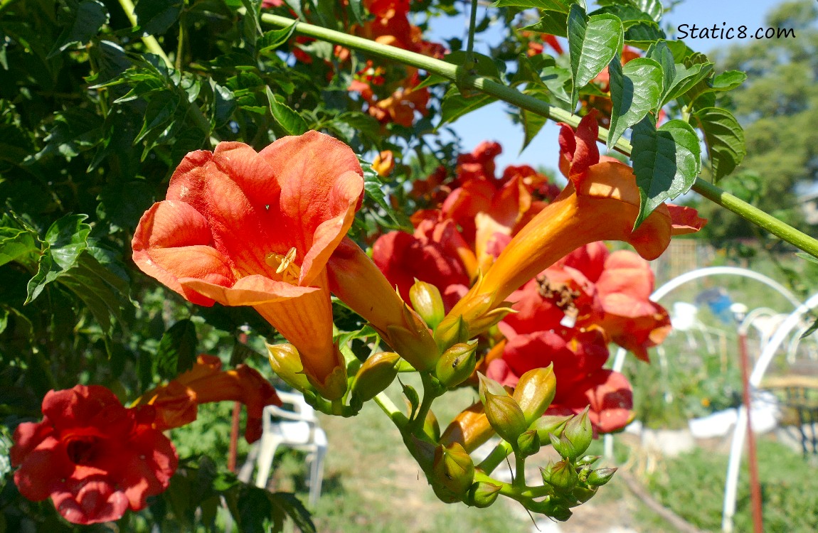 Trumpet Vine blooms