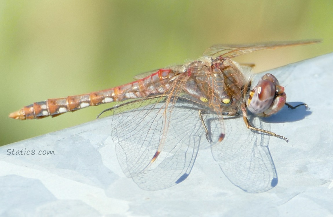 Dragonfly standing on a railing