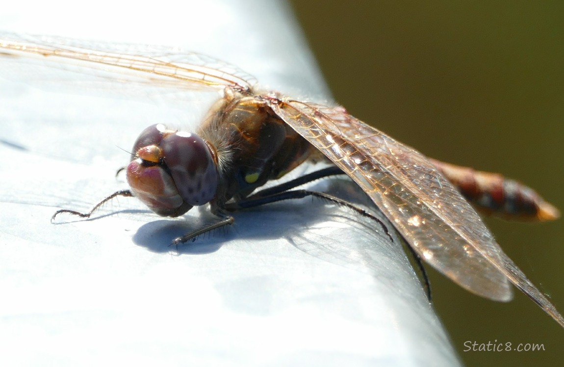 Dragonfly standing on a railing