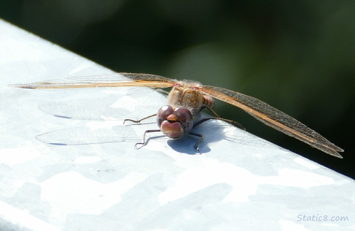 Dragonfly standing on a railing