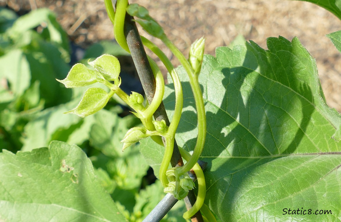 Bean vine twining up a wire trellis