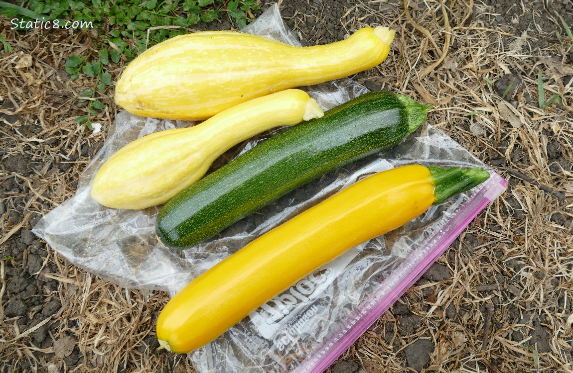 Harvested summer squashes lying on the ground