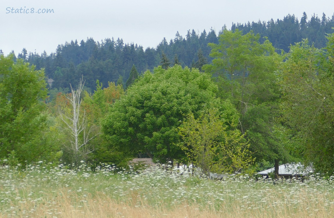 trees on the hill on a cloudy day