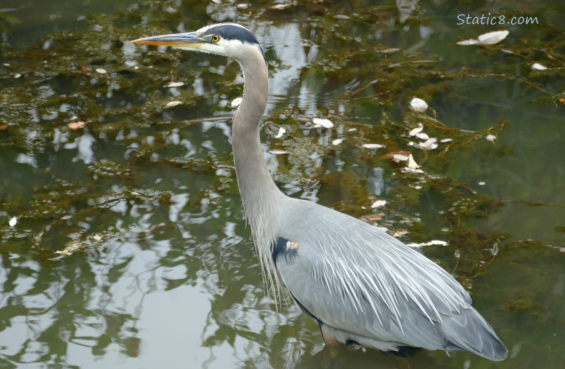 Great Blue Heron wading is shallow water