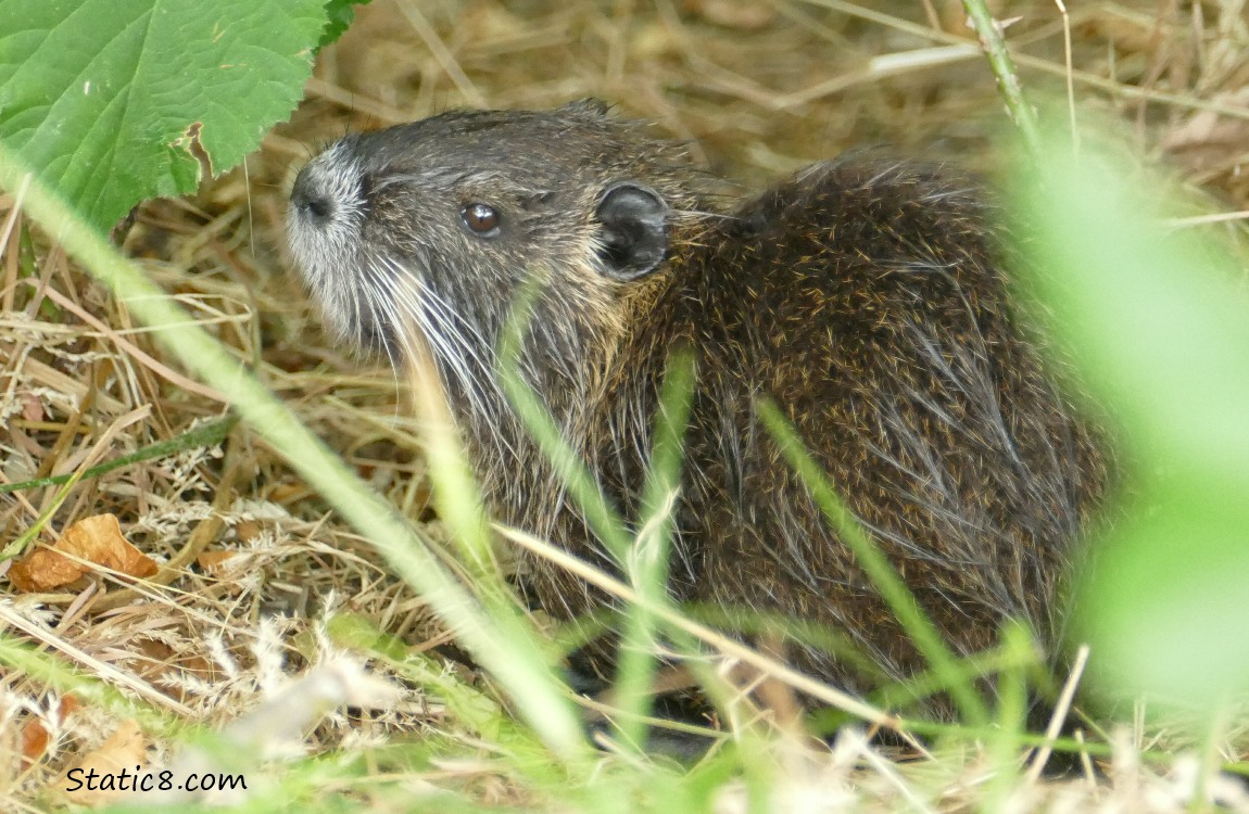 Nutria sitting in the grass