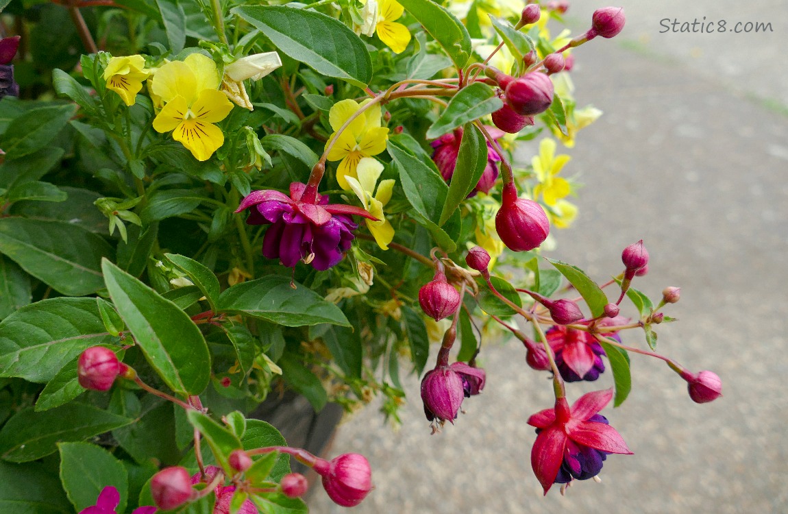 Yellow Pansies and red Fuchsia blooms