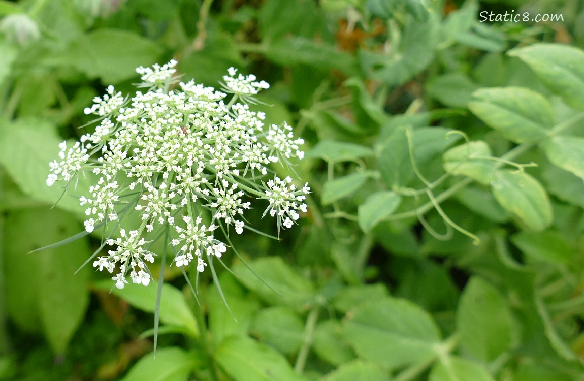 Queen Anne Lace bloom in the Snap Pea patch