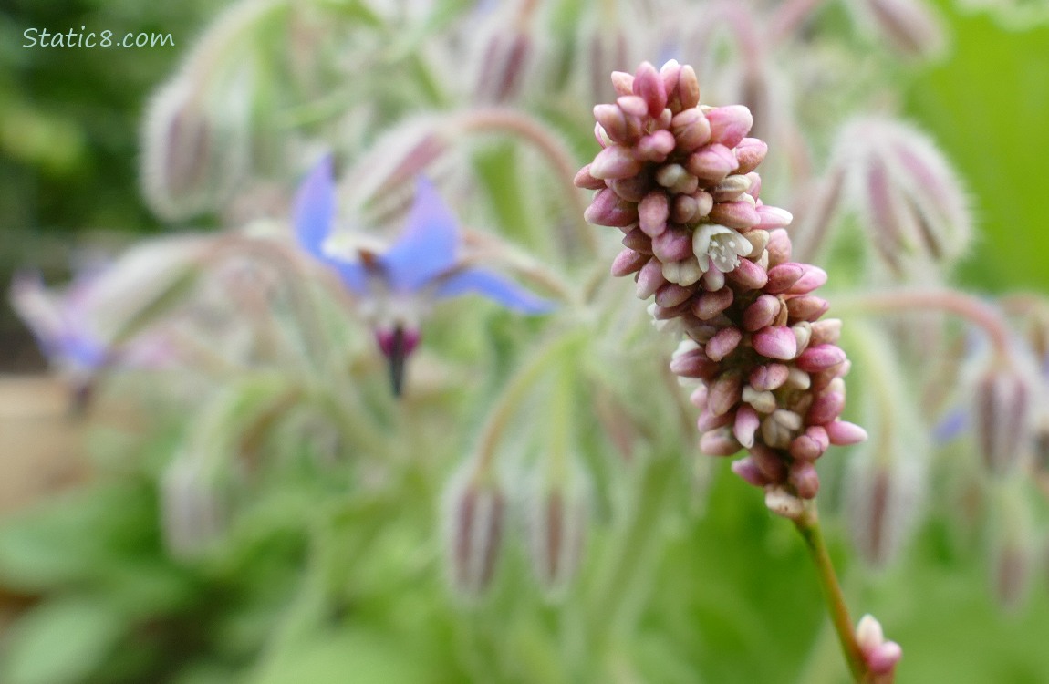 Smartweed bloom with borage in the background