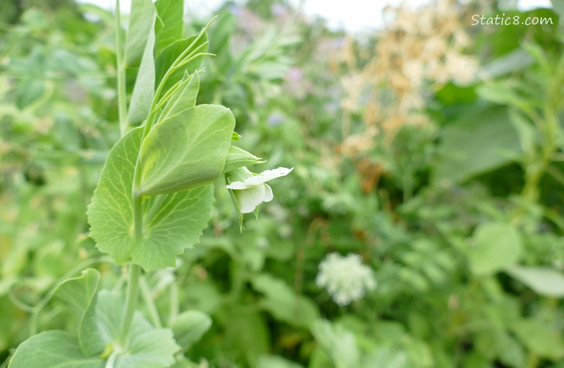 Snap Pea bloom