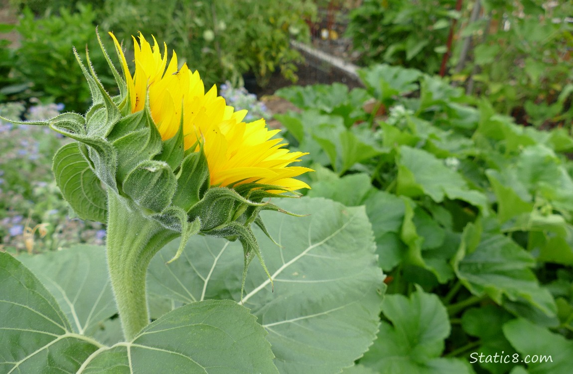 Sunflower overlooking the Squash Square