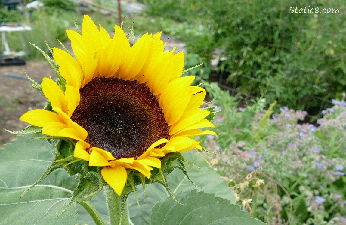 Sunflower blooming