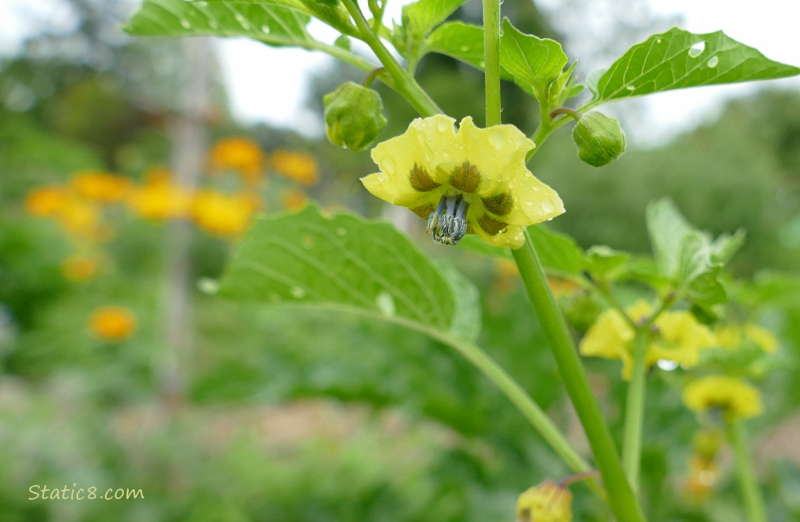 Tomatillo bloom