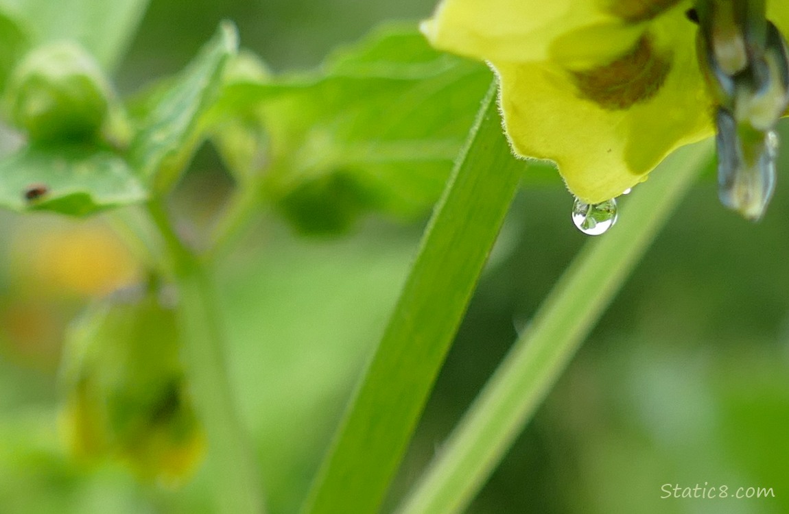 Water drop hanging from a tomatillo bloom