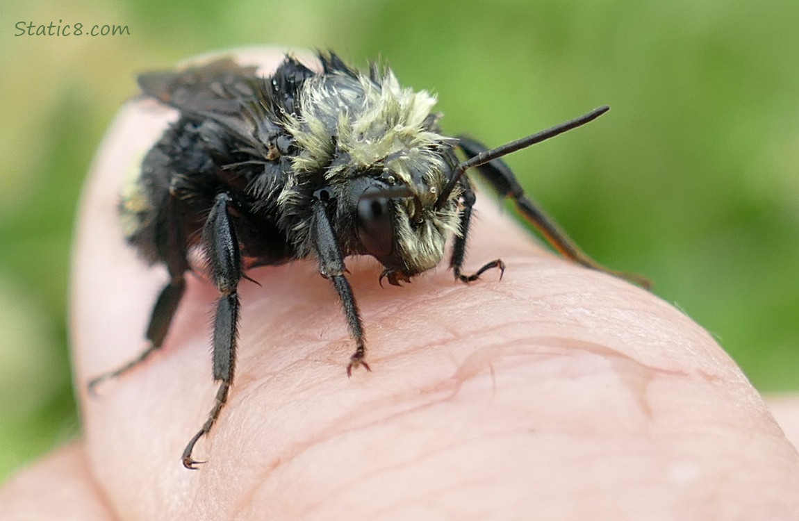 Wet Bumblebee