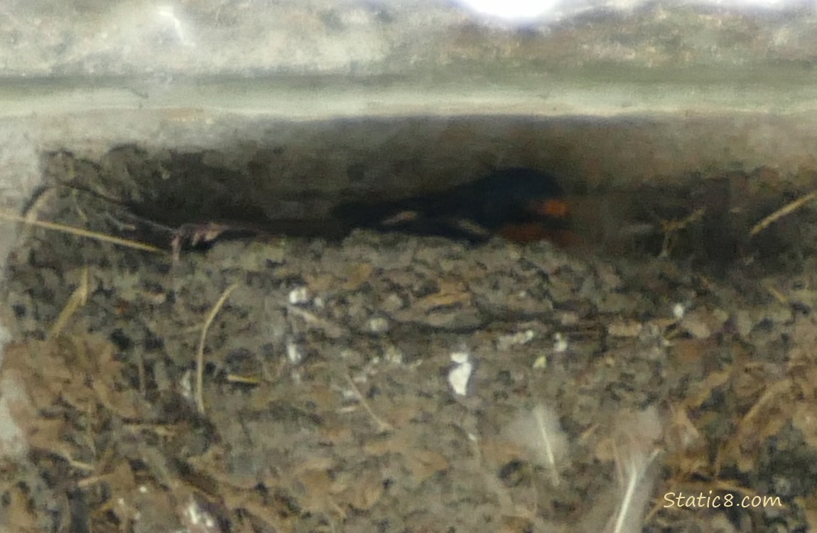 Dark and barely seen Barn Swallow sitting in the nest